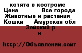 котята в костроме › Цена ­ 2 000 - Все города Животные и растения » Кошки   . Амурская обл.,Зейский р-н